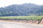 Korbel Vineyards