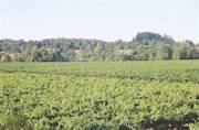 Vineyards along River Road on the drive to Guerneville