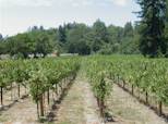 Vineyards along River Road on the drive to Guerneville