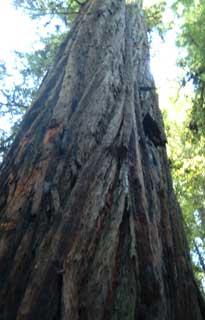 Redwood Tree